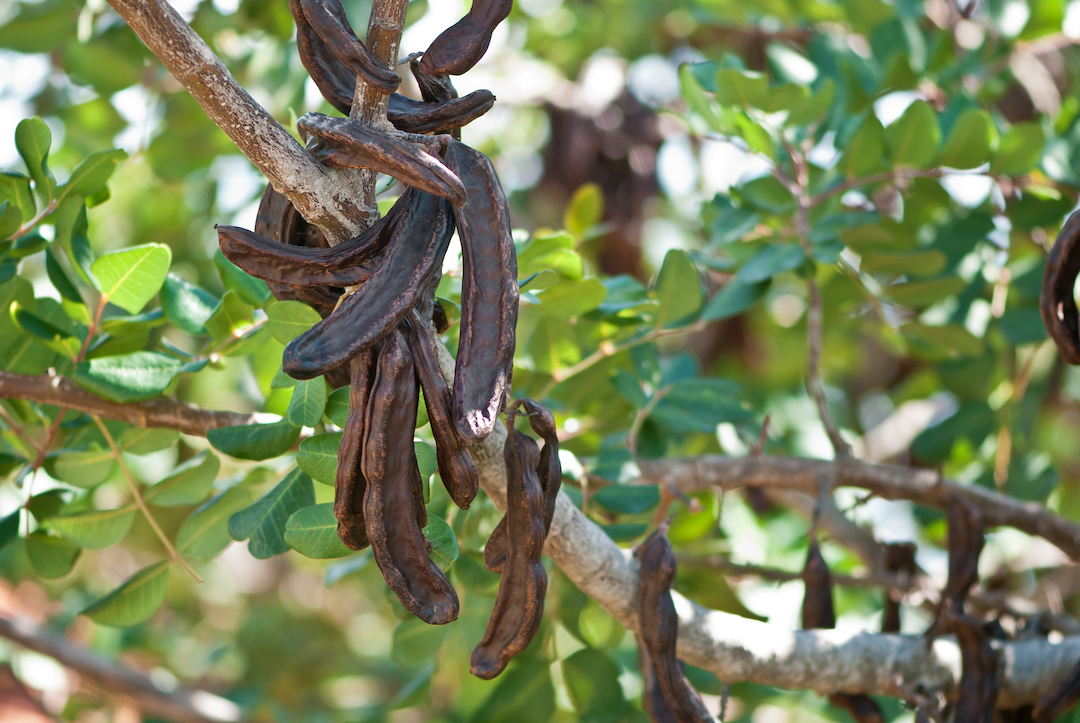 Carob na strome